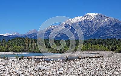 Turkish shepherd in the mountains Stock Photo