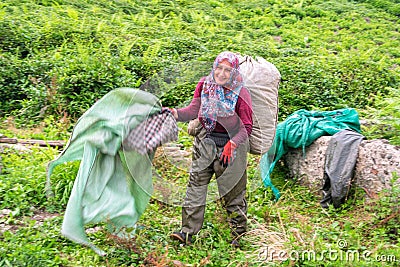 Turkish woman harvesting tea leaves. Rize city in Turkey Editorial Stock Photo