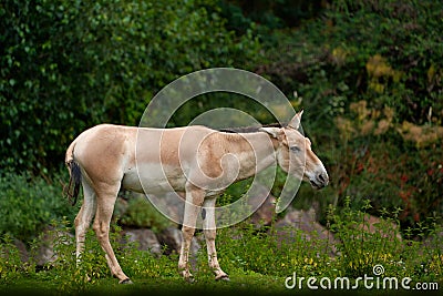 Turkmenian kulan, Equus hemionus kulan, also called Transcaspian wild ass in the nature habitat, Gobi in China. Wild Asia horse in Stock Photo