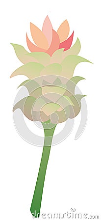 Turmeric Flower.Blooming flowers of turmeric illustration. Vector Illustration