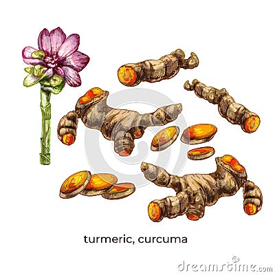 611_turmeric, curcuma Vector Illustration