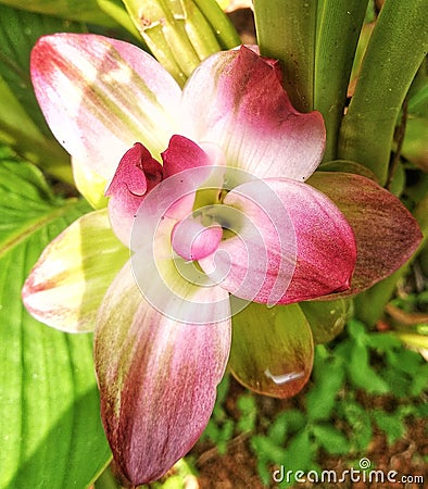 turmeric flower which has a beautiful pink color Stock Photo