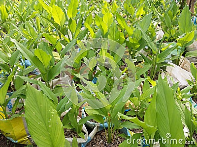 Turmeric(Kaha) and Small Plants in Sri Lanka. Stock Photo
