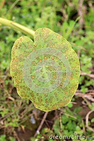 Turmeric leaf Stock Photo