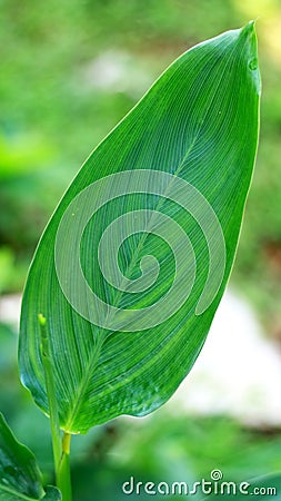 Turmeric Leaf Stock Photo