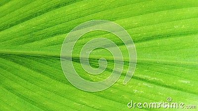 turmeric leaf shape with very strong internodes Stock Photo