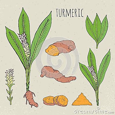 Turmeric medical botanical isolated illustration. Plant, root cutaway, leaves, spices hand drawn set. Vintage sketch Vector Illustration
