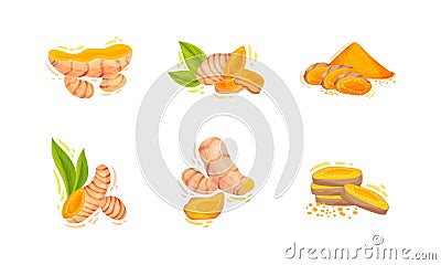 Turmeric Plant with Root and Powder Pile Vector Set Vector Illustration