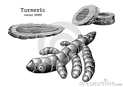 Turmeric root collection hand draw vintage clip art isolated on Vector Illustration