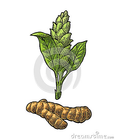 Turmeric root and flower. Hand drawn vintage engraved Vector Illustration