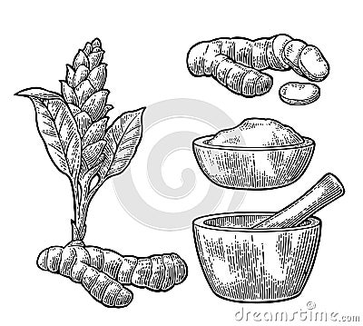 Turmeric root, powder and flower with pestle and mortar. Vector Illustration