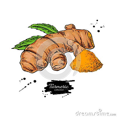 Turmeric root vector hand drawn illustration. Curcuma and powder Vector Illustration