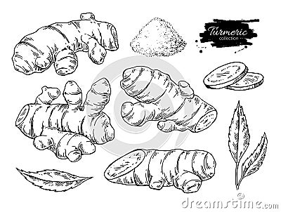 Turmeric root vector hand drawn illustration. Curcuma, powder Vector Illustration