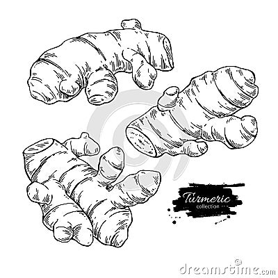 Turmeric root vector hand drawn illustration. Curcuma sketch Vector Illustration