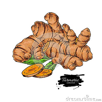 Turmeric root vector hand drawn illustration. Curcuma Vector Illustration