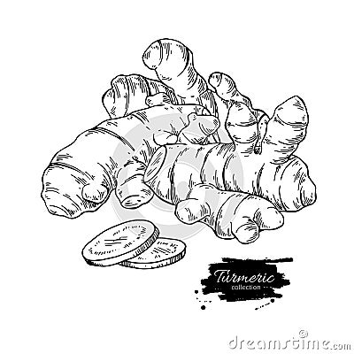 Turmeric root vector hand drawn illustration. Curcuma and sliced Vector Illustration