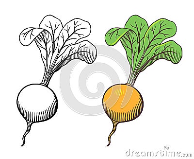 Turnip illustration Vector Illustration