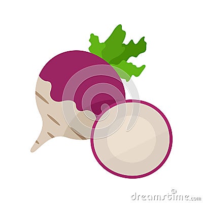 Turnip vector illustration. Whole and cut vegetable on white background. Vector Illustration