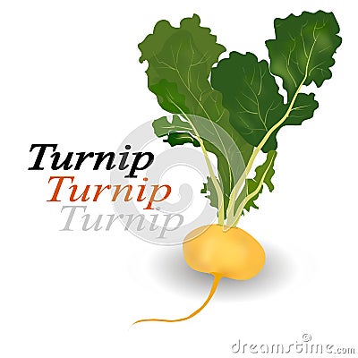 Turnip vegetable Stock Photo