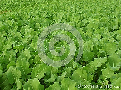 Turnips Stock Photo