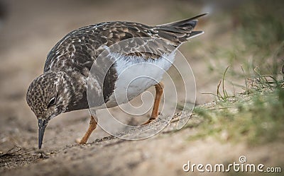 Turnstone Stock Photo