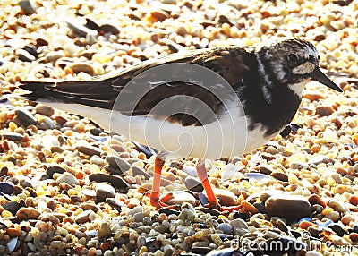 Turnstone common walking fast on the shore of the ocean Stock Photo