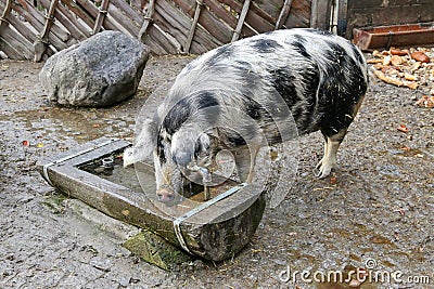 The Turopolje Pig, European white sow pig with black spots drink Stock Photo