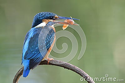turqouise bird with big beaks taking live fish in her bills during morning meals, common kingfisher Stock Photo