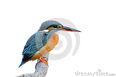 Turqouise Blue bird with black and red beaks calmly perching on wooden branch isolated on white background, common kingfisher Stock Photo