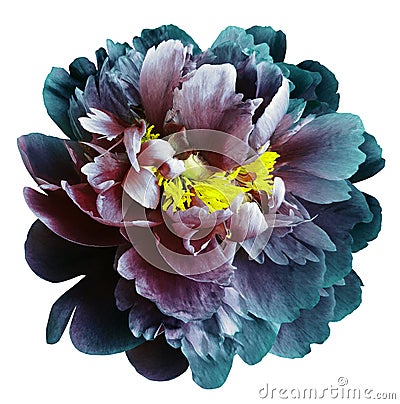 Turquoise-blue-red peony flower with yellow stamens on an isolated white background with clipping path. Closeup no shadows. For Stock Photo