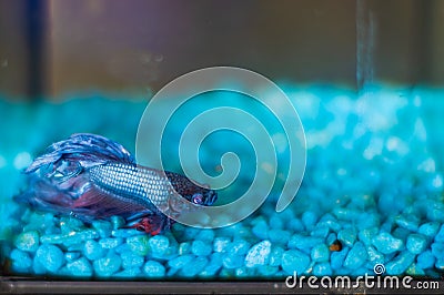 Turquoise and Blue Siamese fighting fish in a home aquarium Beta fish Stock Photo