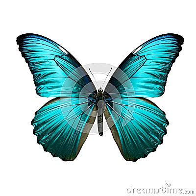 Turquoise butterfly isolated on transparent white background, beautiful butterfly with turquoise blue wings flying over white Stock Photo