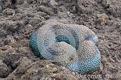 Turquoise color and complex structure of isolated pineapple brain coral at low tidea Stock Photo