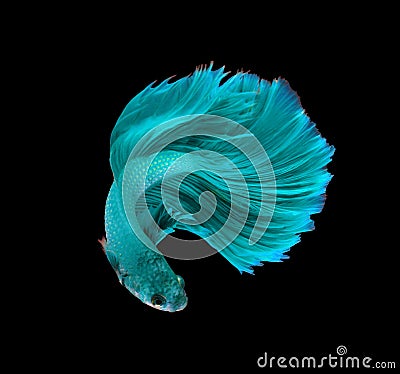 Turquoise dragon siamese fighting fish, betta fish isolated on b Stock Photo