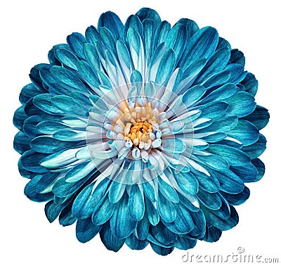 Turquoise flower chrysanthemum, garden flower, white isolated background with clipping path. Closeup. no shadows. centre. Stock Photo