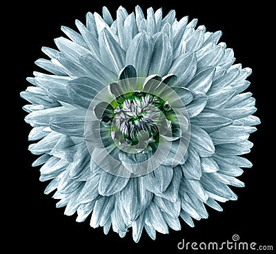 Turquoise flower dahlia. Flower isolated on black background. For design. Closeup. Clearer focus. Stock Photo