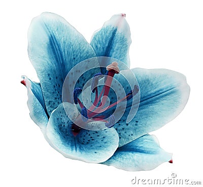 Turquoise flower lily on a white isolated background with clipping path. Closeup. no shadows. For design Stock Photo