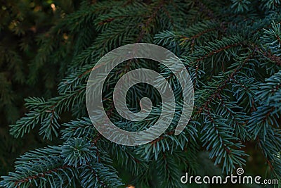 Turquoise green blue volumetric small needles on branches of coniferous Siberian tree Stock Photo