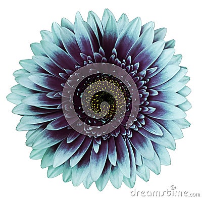 Turquoise-purple gerbera flower, white isolated background with clipping path. Closeup. no shadows. For design. Stock Photo