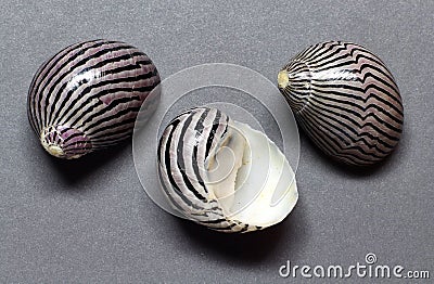 Turreted nerite shells Stock Photo