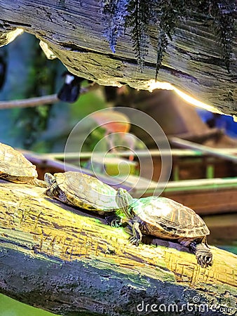 Turtels in Abudhabi national acuerium Stock Photo