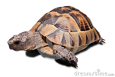 Turtle Stock Photo