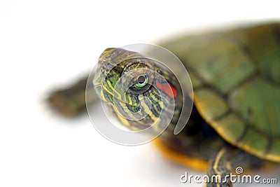 Turtle Stock Photo