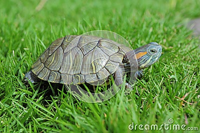 Turtle Stock Photo