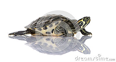 Turtle - Acanthochelys Stock Photo