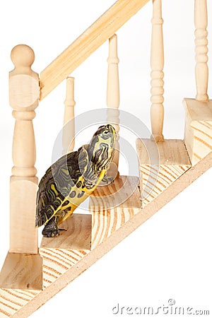 Turtle with ambition Stock Photo