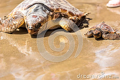 Turtle Baby with mother on beach Stock Photo
