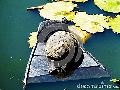 Turtle on a boat Stock Photo