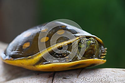 Turtle on the branch. Stock Photo