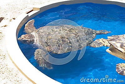 Turtle in Captivity Stock Photo